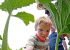 KidsGarden@ARTScenter 2 copy  Matthew Hall, 4, center, picks a squash from the Children&#39;s Garden at the ARTS Center in Spartanburg, Thursday afternoon, 5-31-07. The Children&#39;s Garden program, with teacher Susan Dean, is a 12-week program for kids ages 4-10, teaching them about gardening.